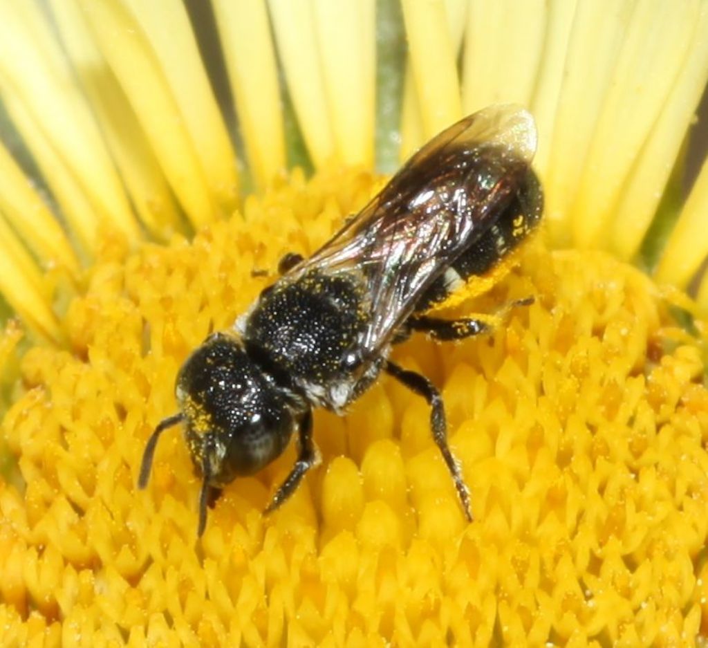 Asteraceae  - Pallenis spinosa